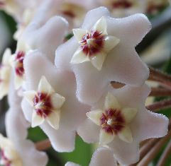 Hoya carnosa -hoya_10