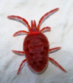 acariens - araignées rouges ou tétranyque tisserand 527px-10