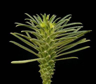 Euphorbia clandestina [devinette] 685px-11