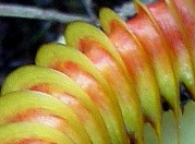 Nepenthes villosa [devinette] 74436_10