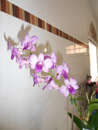orchidées : nos floraisons au fil des saisons 2010-2013-2014  - Page 6 7451010