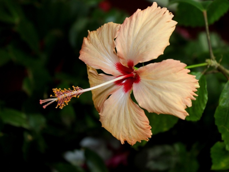 Bonne année !!!! Hibisc10