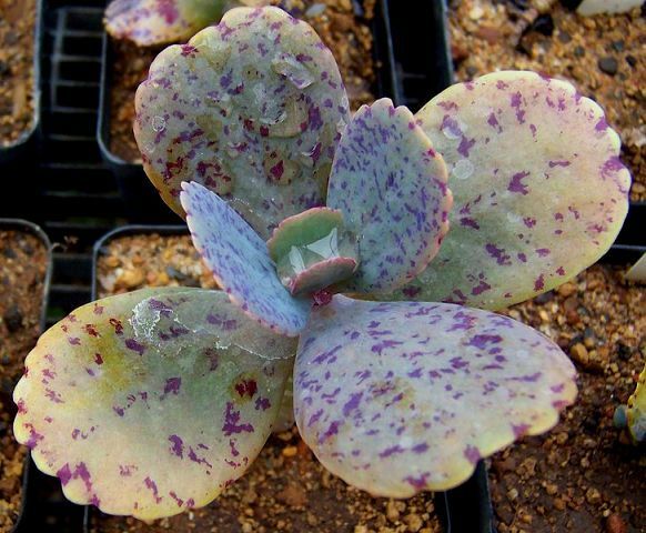 Kalanchoe marmorata Kalanc10