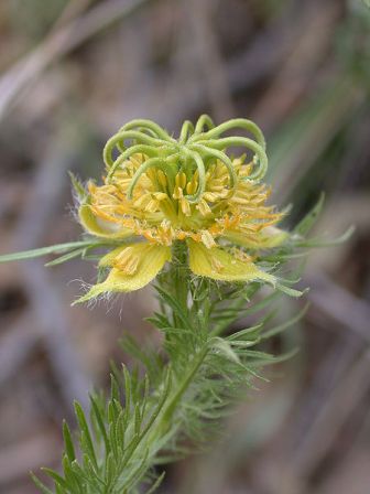 Erodium cicutarium, Nigella ciliaris, Linaria maroccana, Hypecoum procumbens [devinette] M10