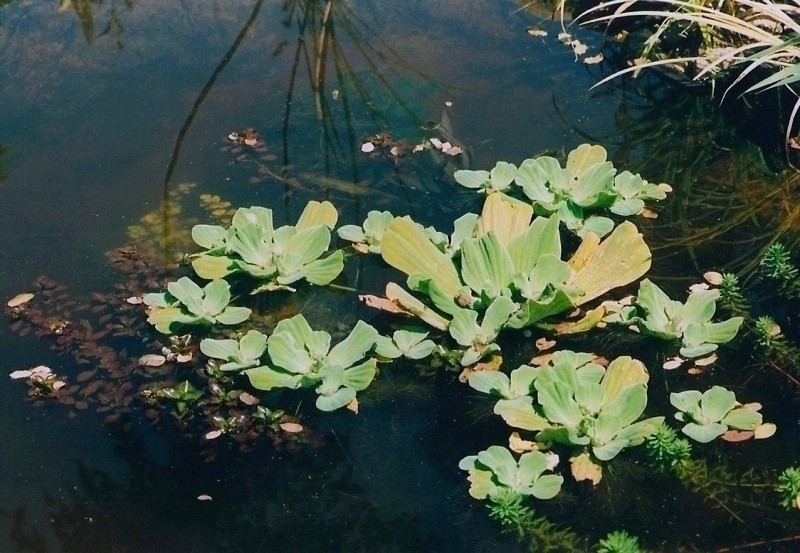 Veronica beccabunga, Myriophyllum, Pistia stratiotes, Montia fontana [devinette] Numari11