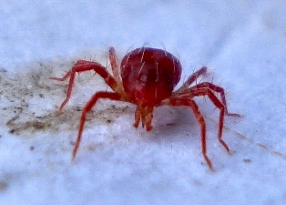 acariens - araignées rouges ou tétranyque tisserand Phytos10