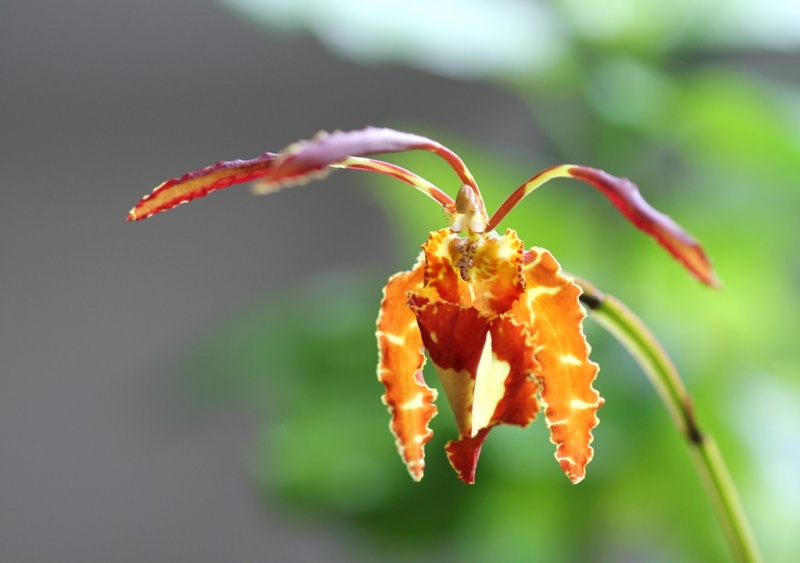 Devinette: Psychopsis papilio - trouvé par Calandrinia!! Psycho10