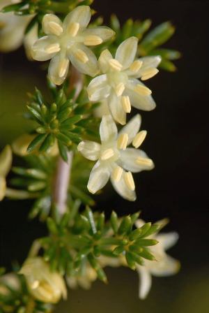 Reseda lutea, romarin, Tragopogon porrifolius, Asparagus acutifolius [devinette] X11