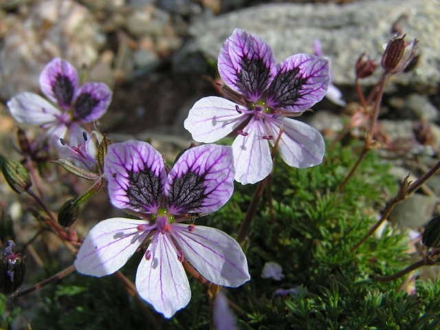 Stachys lavandulifolia, Erodium foetidum, Fumaria crapreolata, Centaurea aspera [devinette] Xx10