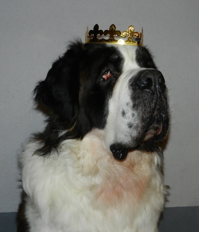 concours n° 18 : notre saint Bernard est roi (ou reine!) Dscn0210