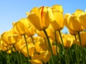 anniversaire aujourd'hui de manwell  Tulips10
