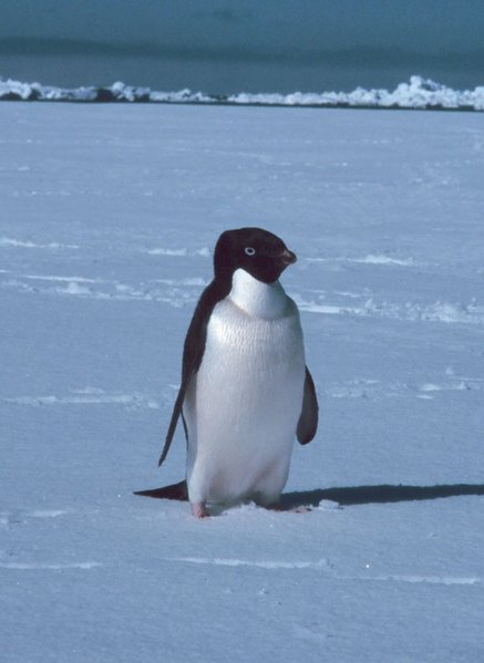 crede di essere Pinguino Pingui10