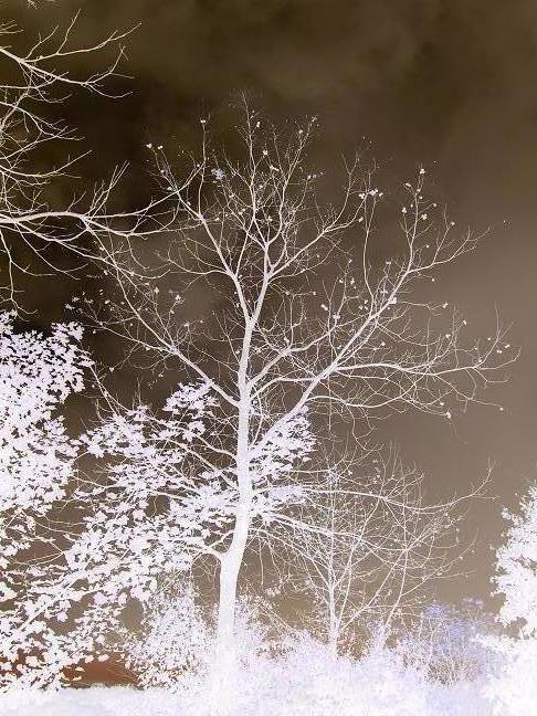 L'hiver en noir et blanc 11ème concours photo Concou11