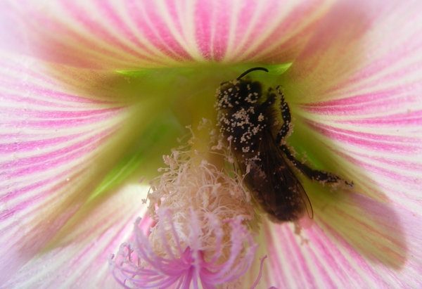 Les bestioles dans notre jardin ! 4ème concours photo - Page 5 Bouvio13