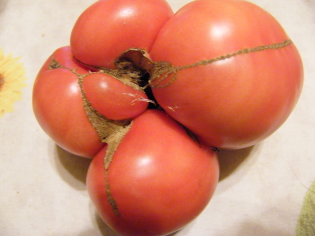 8 éme concours photo : les tomates Dscf1127