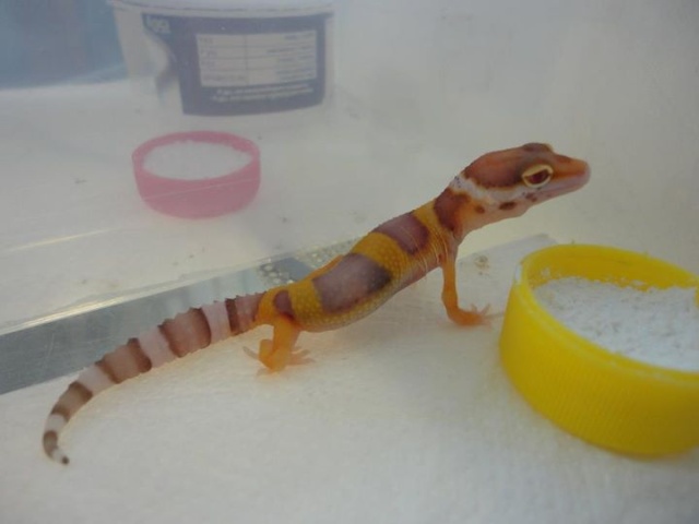 Notre petit élevage de geckos léo 29286011