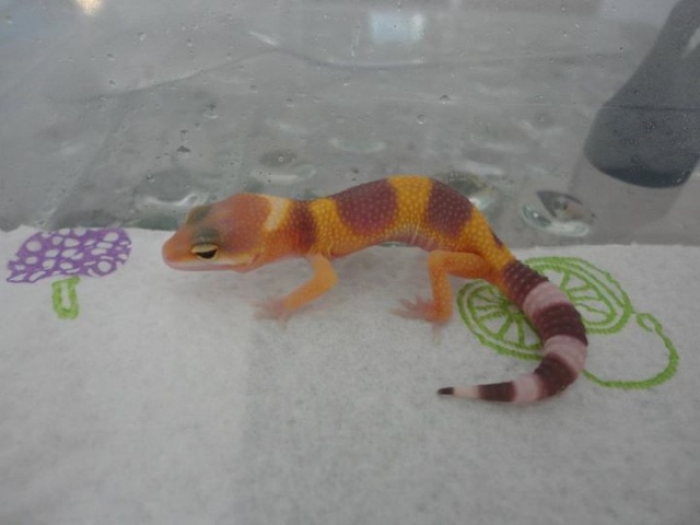 Notre petit élevage de geckos léo 29853910