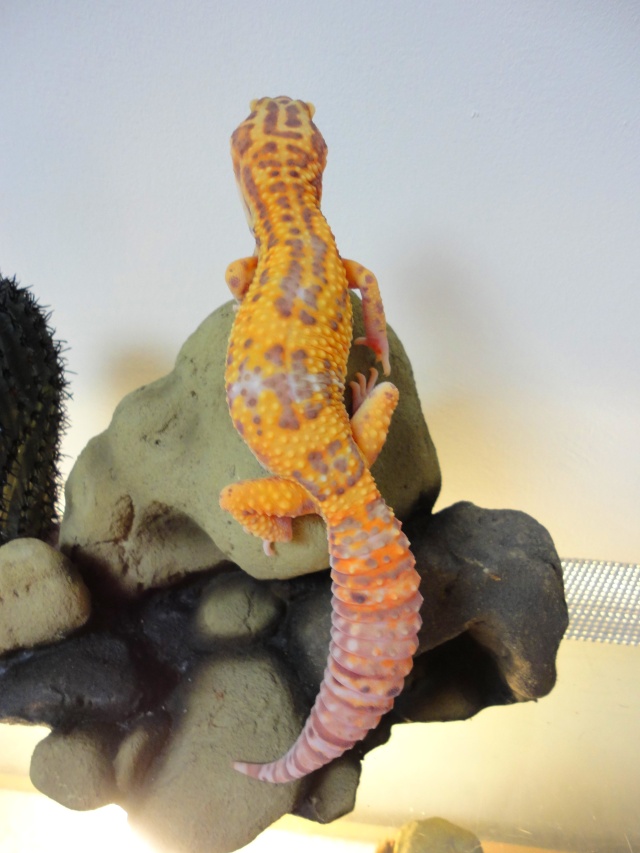 Notre petit élevage de geckos léo Dsc02121