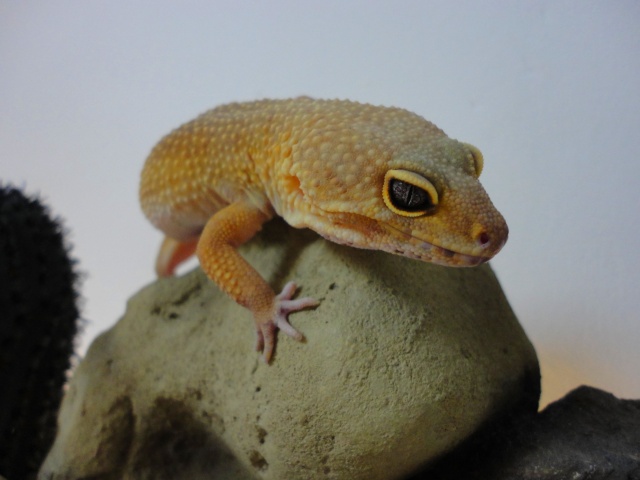 Notre petit élevage de geckos léo Dsc02211