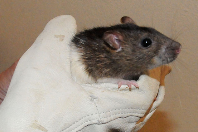 Urgent petites rates en attente de famille dans une clinique à Dinan  310