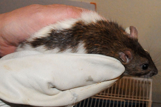 Urgent petites rates en attente de famille dans une clinique à Dinan  410