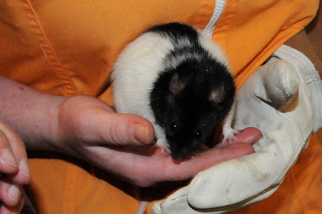 Urgent petites rates en attente de famille dans une clinique à Dinan  810