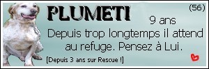 Plumeti (10 ans), le beau X braque - 56 Pontivy 12416710