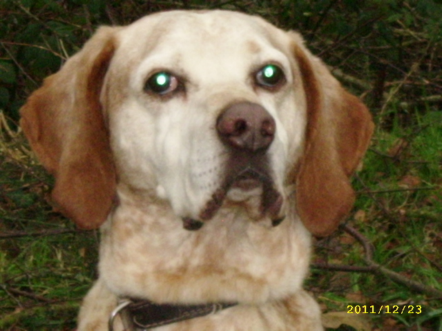 Plumeti (10 ans), le beau X braque - 56 Pontivy Dec11_11