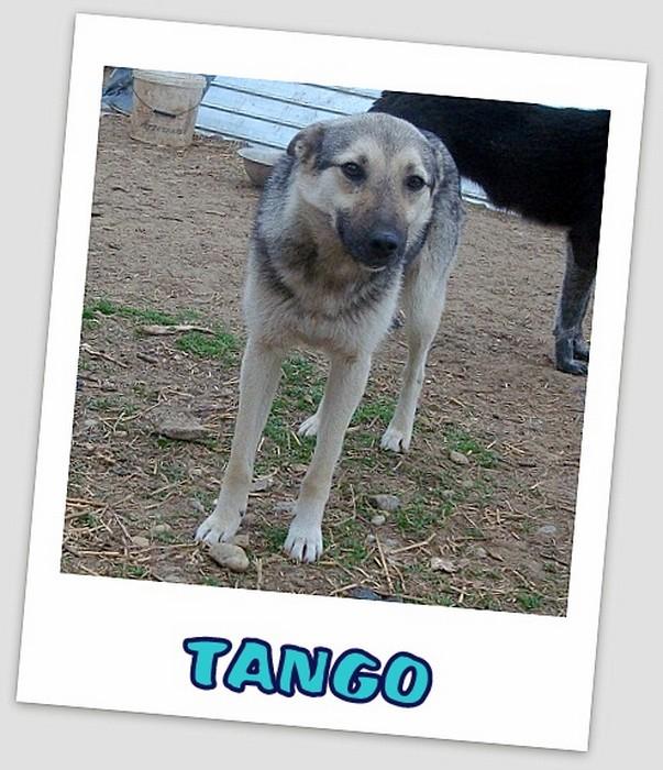 TANGO - x berger allemand 6 ans  - Carmina (Roumanie) Tango110