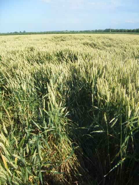 blé de TF76 Dscf8835