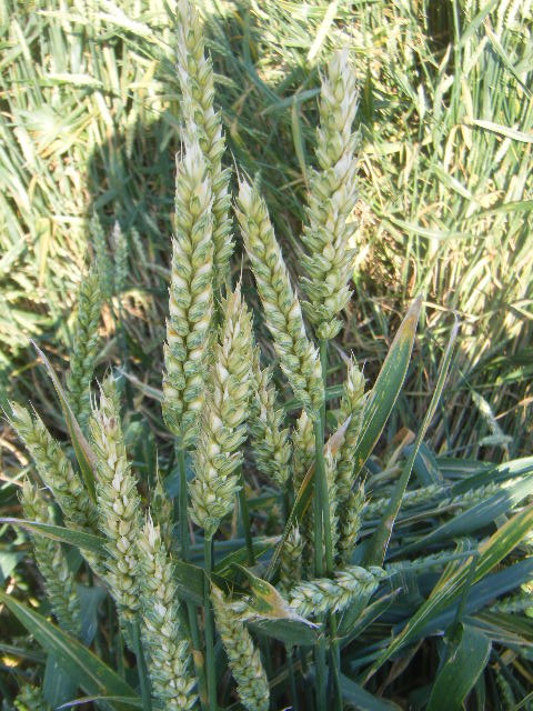 blé de TF76 Dscf8836