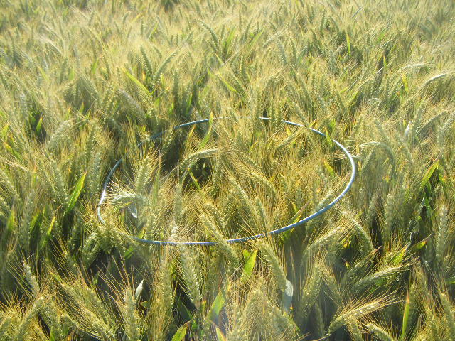 blé de TF76 Dscf8840