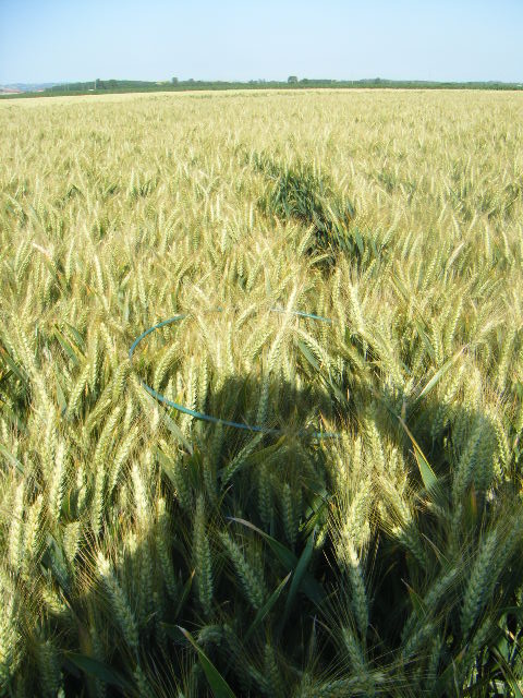 blé de TF76 Dscf8841