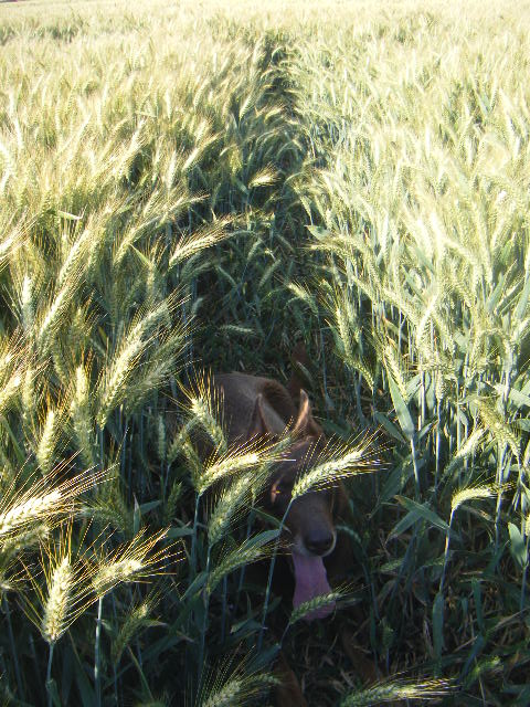 blé de TF76 Dscf8846