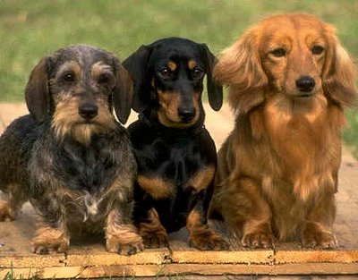 Do you have pets? Dachsh10