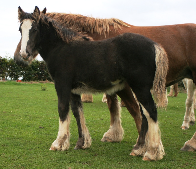 11 - 59 IC... Brownie, 8eme pouliche de l'annee a Cairnview Foals211