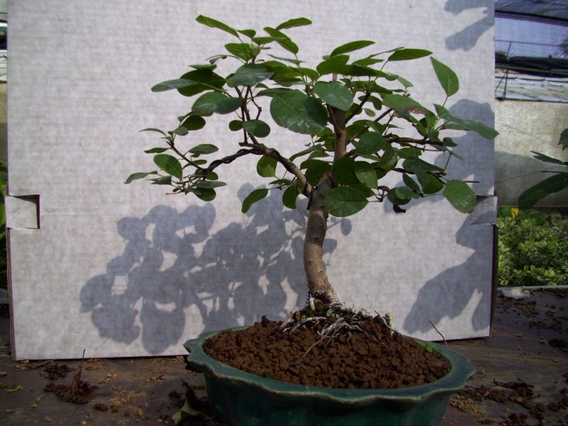 Cotinus essenza favolosa 100_0611