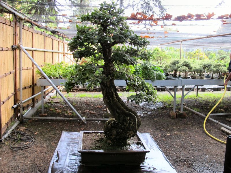 50° anniversario Crespi Bonsai Foto2211