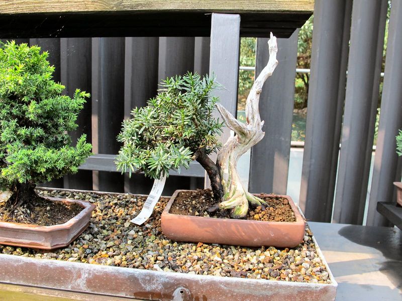 50° anniversario Crespi Bonsai Foto310