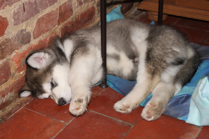 Concours photo de Juin : Il fait chauddddd!!! ahhhh la bonne sieste !!! (TERMINE) 30oct_10