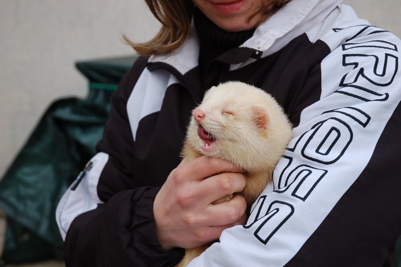 trouvé furet mâle dans le 77 limite 93 Dsc_0028