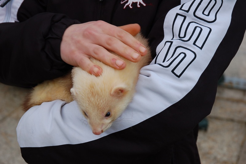 trouvé furet mâle dans le 77 limite 93 Dsc_0029