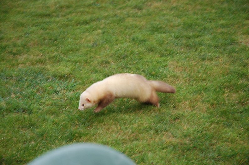 trouvé furet mâle dans le 77 limite 93 Dsc_0031