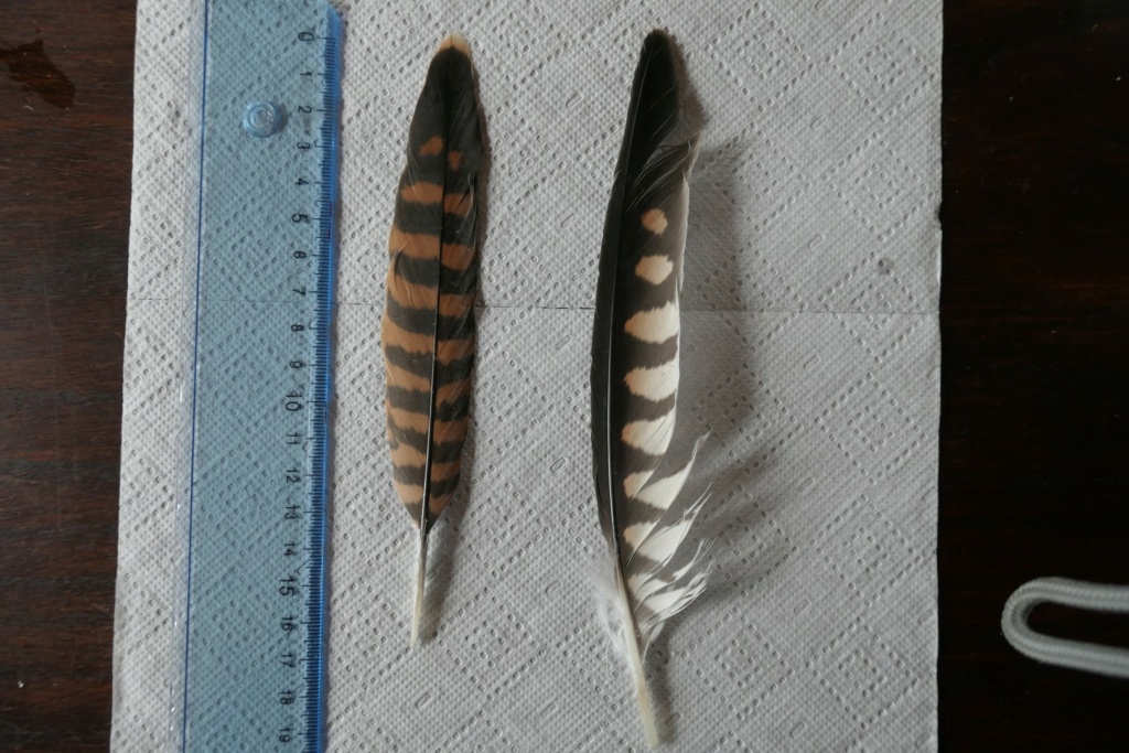 Aide identifications plumes de rapaces P1044410