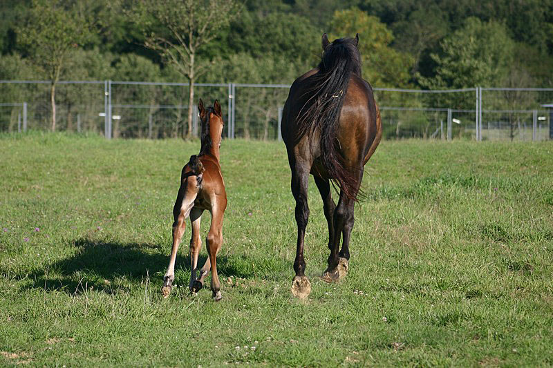 Iman Chah Namé (IM Bayard Cathare X SDP Leeomagique) Img_9411