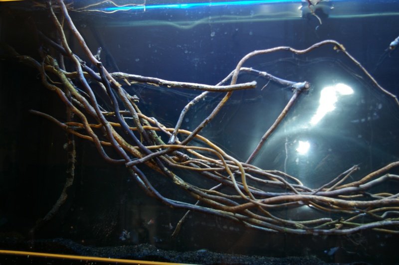 Les branches de saule et osier Aquari12