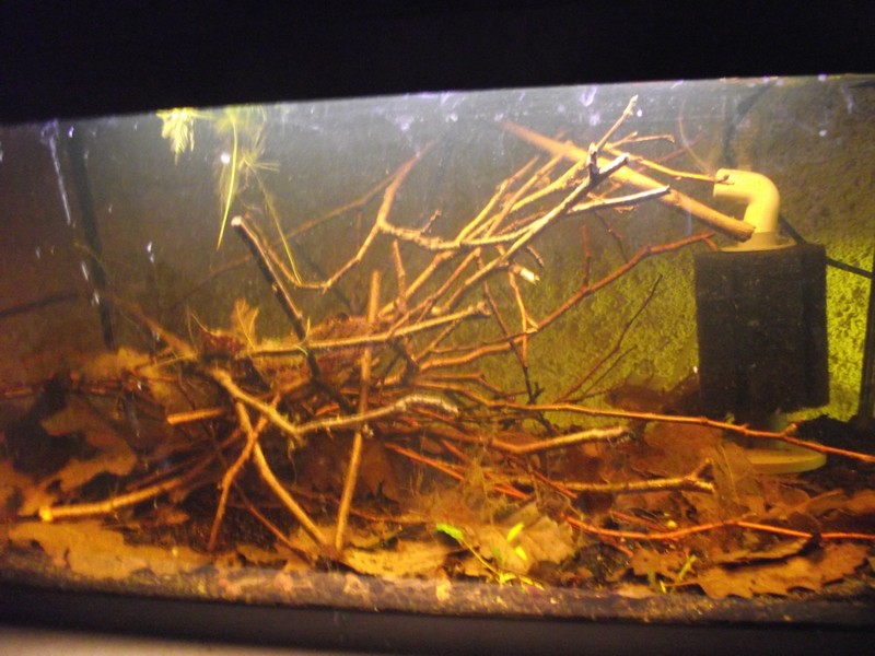 Le 35l spé Cory pygmaeus ! - Page 2 Branch10