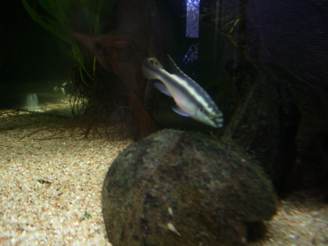 Pelvicachromis pulcher mâle Imgp4714