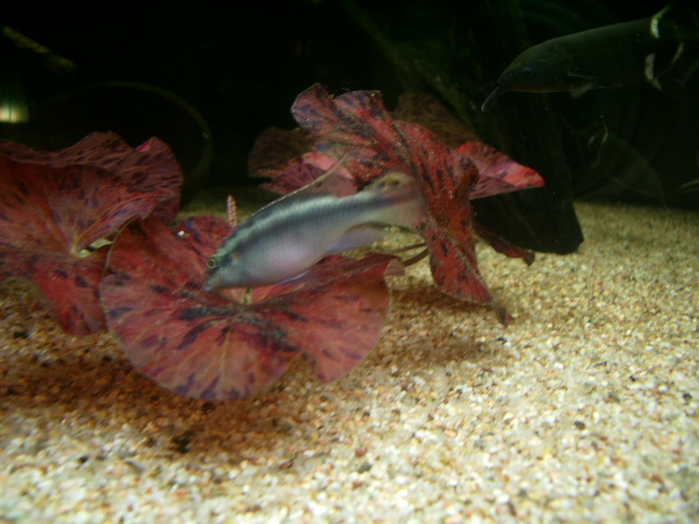 Pelvicachromis pulcher mâle Imgp4810