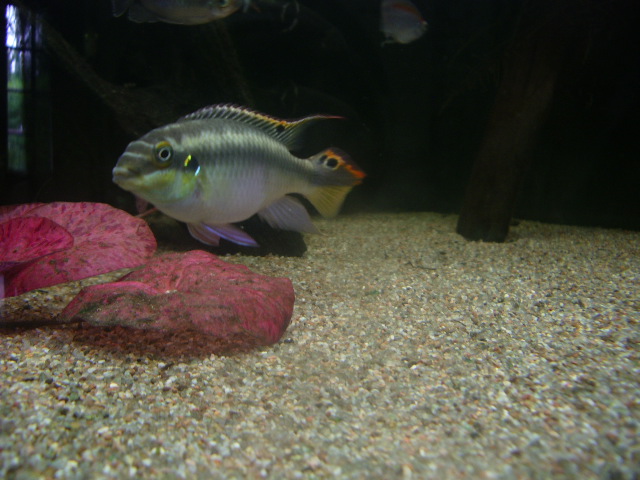 Pelvicachromis pulcher mâle Imgp5013